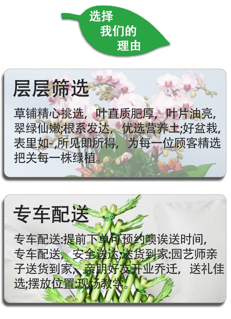 植物租賃 萬年青粉黛萬年紅帶陶瓷盆 花卉盆栽綠植出租 園林綠化養(yǎng)護(hù)約20.00元(10)